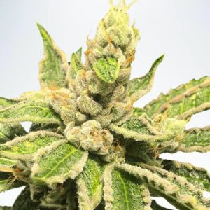 5 UND FEM - MAMACITA'S COOKIES * MINISTRY SEEDS 5 UND FEMINIZADAS