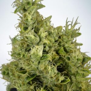 25 UND FEM - MANDARIN HAZE * MINISTRY SEEDS 25 UND FEMINIZADAS