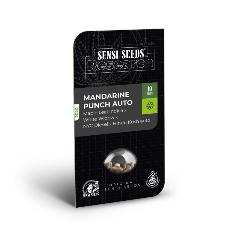 10 UND FEM - MANDARINE PUNCH AUTO * SENSI SEEDS RESEARCH FEMINIZADA 10 UND