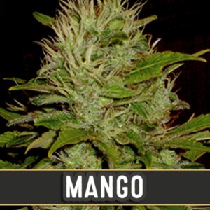 3 UND FEM - MANGO * BLIMBURN SEEDS 3 UND FEMINIZADAS