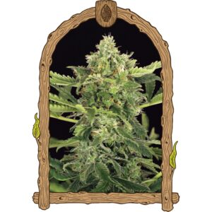 25 UND FEM - MANGO CREAM AUTO * EXOTIC SEED FEMINIZADA 25 UND