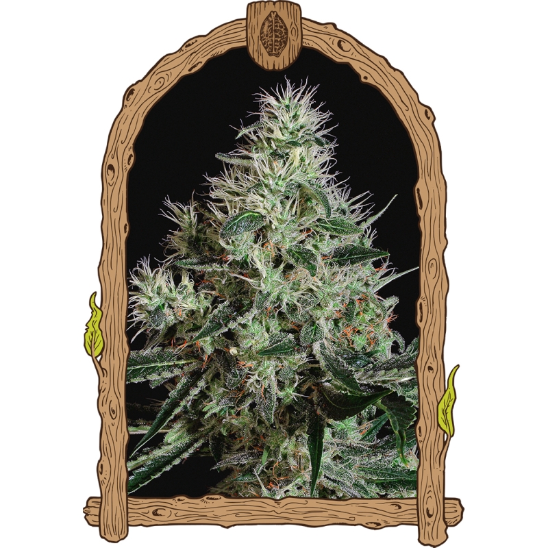 25 UND FEM - MANGO CREAM * EXOTIC SEED FEMINIZADA 25 UND