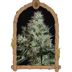 5 UND REG - MANGO CREAM * EXOTIC SEED REGULARES 5 UND