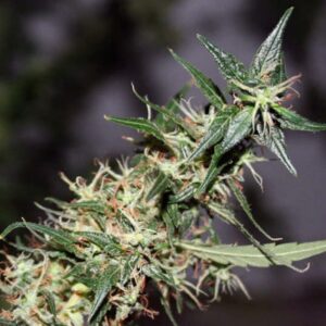 15 UND REG - MANGO HAZE * MR NICE NATURAL 15 UND REG