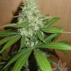 3 UND FEM - MANGO * HOMEGROWN FANTASEEDS 3 UND FEMINIZADAS