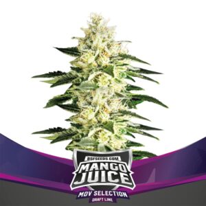 2 UND FEM - MANGO JUICE  * BSF SEEDS 2 UND FEMINIZADAS