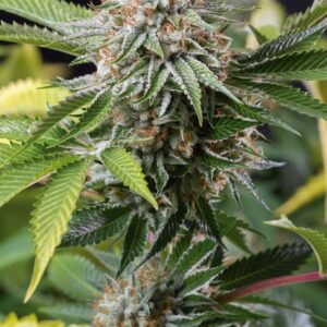 3 UND FEM - MANGO SAPPHIRE * HUMBOLDT 3 UND FEMINIZADAS