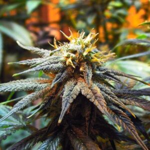 10 UND FEM - MANGO SKUNK * NIRVANA 10 UND FEMINIZADAS