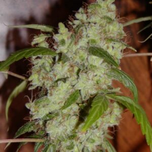 15 UND REG - MANGO X WIDOW * MR NICE NATURAL 15 UND REG