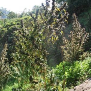 10 UND REG - MANGOBICHE * CANNABIOGEN 10 UND REG