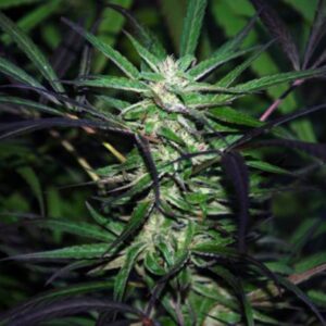 50 UND FEM - MANGOBICHE KUSH * CANNABIOGEN 50 UND FEMINIZADAS