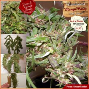 5 UND REG - MANGUI  CAROT * FRENCH TOUCH SEEDS  REGULAR  5 UND