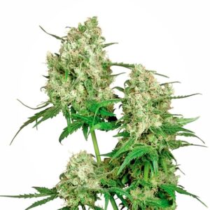 10 UND REG - MAPLE LEAF INDICA ﾮ * SENSI SEEDS 10 UND REG