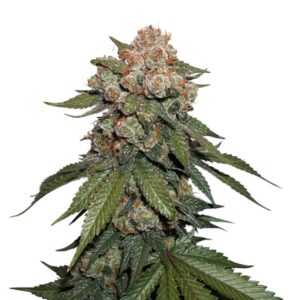 100 UND FEM - MAPLE SHERBET X PRE'89 SKUNK * SEEDSTOCKERS 100 UND FEMINIZADAS
