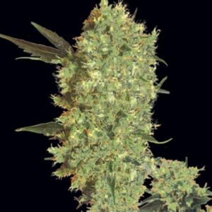 100 UND FEM - MARLEY'S BUD * BULK SEED 100 UND FEM