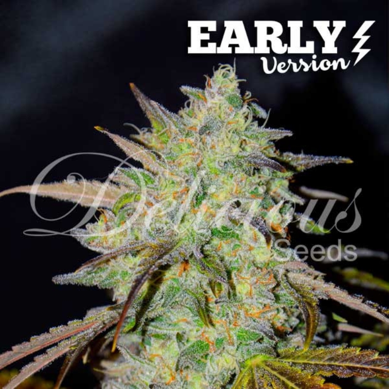5 UND FEM - MARMALATE (EARLY VERSION) * DELICIOUS 5 UND FEMINIZADAS
