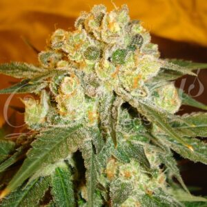 1 UND FEM - MARMALATE (INDICA LINE) * DELICIOUS 1 UND FEMINIZADA