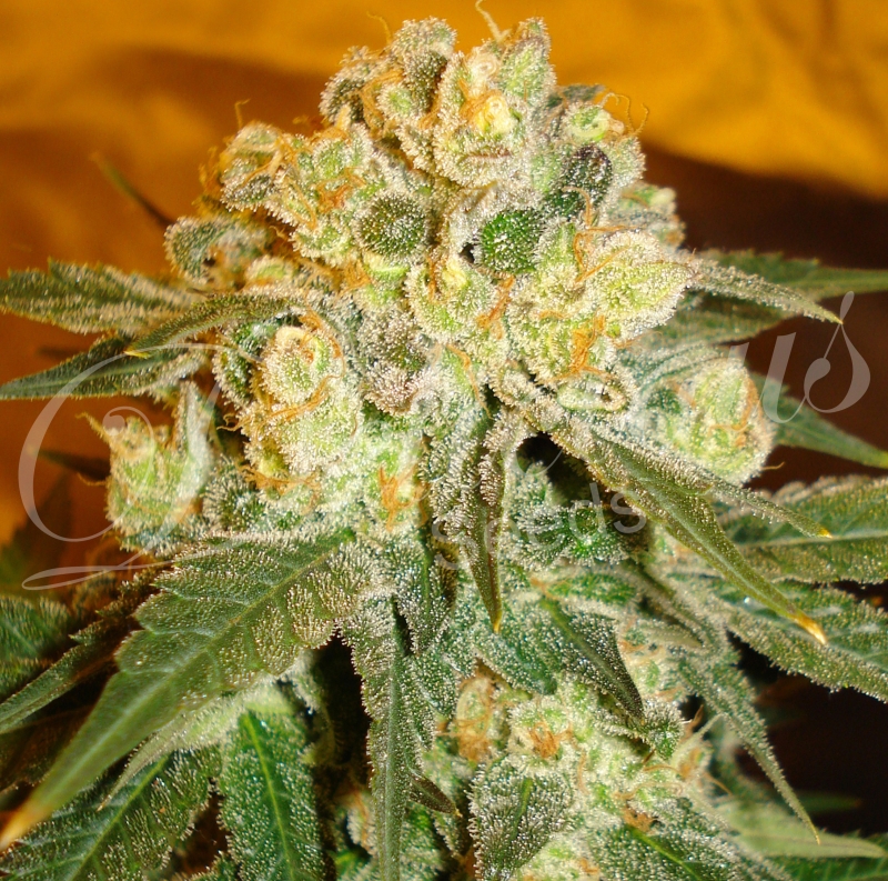 10 UND FEM - MARMALATE (INDICA LINE) * DELICIOUS 10 UND FEMINIZADAS