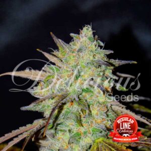 15 UND REG - MARMALATE (REGULARES) * DELICIOUS 15 UND REGULARES