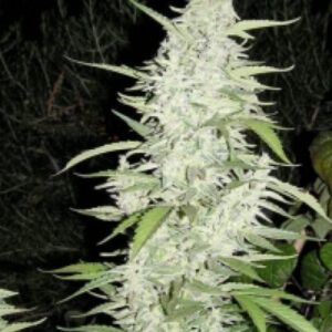 10 UND FEM - MAROC ﾮ * FEMALE SEEDS 10 UND FEMINIZADAS