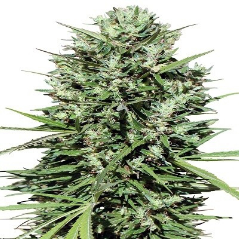 5 UND REG - MARRUECOS BELDIA KIF * ACE SEEDS 5 UND REGULARES