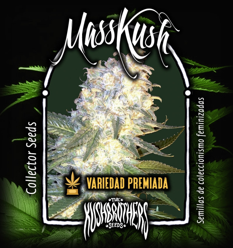 3 UND FEM - MASS KUSH * THE KUSH BROTHERS SEEDS 3 UND FEMINIZADAS