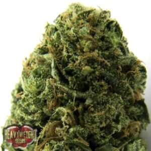 10 UND FEM - MASSIVE MIDGET AUTO * HEAVYWEIGHT SEEDS 10 UND FEMINIZADAS