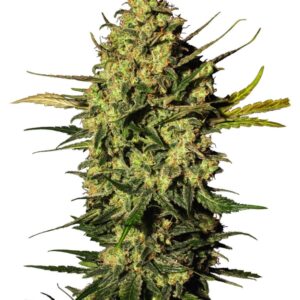 5 UND FEM - MASTER KUSH AUTOMATIC * SENSI WHITE LABEL 5 UND FEMINIZADAS