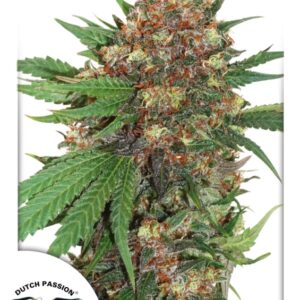 3 UND FEM - MASTER KUSH * DUTCH PASSION 3 UND FEMINIZADAS