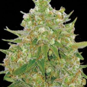 100 UND FEM - MASTER KUSH GRAND * BULK SEED 100 UND FEM