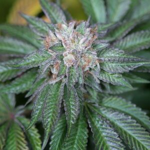 10 UND FEM - MASTER KUSH * HUMBOLDT 10 UND FEMINIZADAS