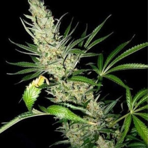 15 UND REG - MASTER KUSH X AFGHAN HAZE * MR NICE NATURAL 15 UND REG