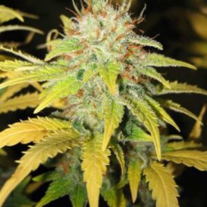 15 UND REG - MASTER KUSH X SKUNK * MR NICE NATURAL 15 UND REG