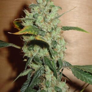 3 UND FEM - MASTERKUSH * HOMEGROWN FANTASEEDS 3 UND FEMINIZADAS
