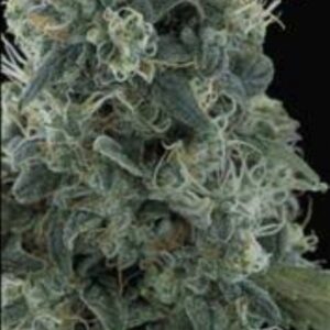 10 UND REG - MATANUSKA MIT  * SAGARMATHA REGULARES 10 UND