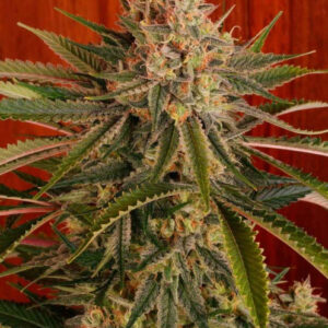 10 UND REG - MATANUSKA TUNDRA  * SAGARMATHA REGULARES 10 UND