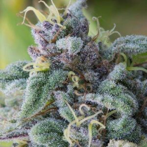 5 UND FEM - MATARO BLUE * THE BULLDOG SEEDS 5 UND FEM