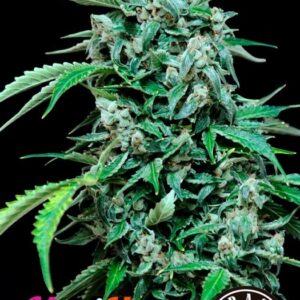 1 UND FEM - MAXI HAZE * GRASSOMATIC 1 UND FEM