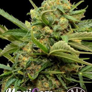 1 UND FEM - MAXIGOM AUTOMATICA * GRASSOMATIC  AUTOMATICA 1 UND FEM