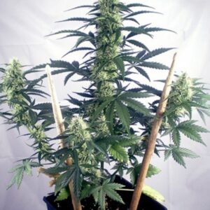 1 UND FEM - MAY DAY AUTO * POSITRONICS 1 UND FEMINIZADA