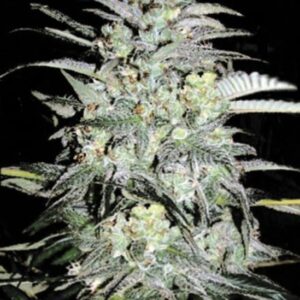 5 UND FEM - MAZAR  EXTRA * BULK SEED 5 UND FEM
