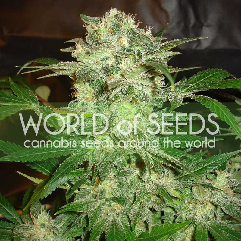 3 UND FEM - MAZAR KUSH (LEGEND COLLECTION) * WORLD OF SEEDS 3 UND FEMINIZADAS
