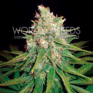 7 UND FEM - MAZAR X GREAT WHITE SHARK (MEDICAL C.) * WORLD OF SEEDS 7 UND FEMINIZADAS