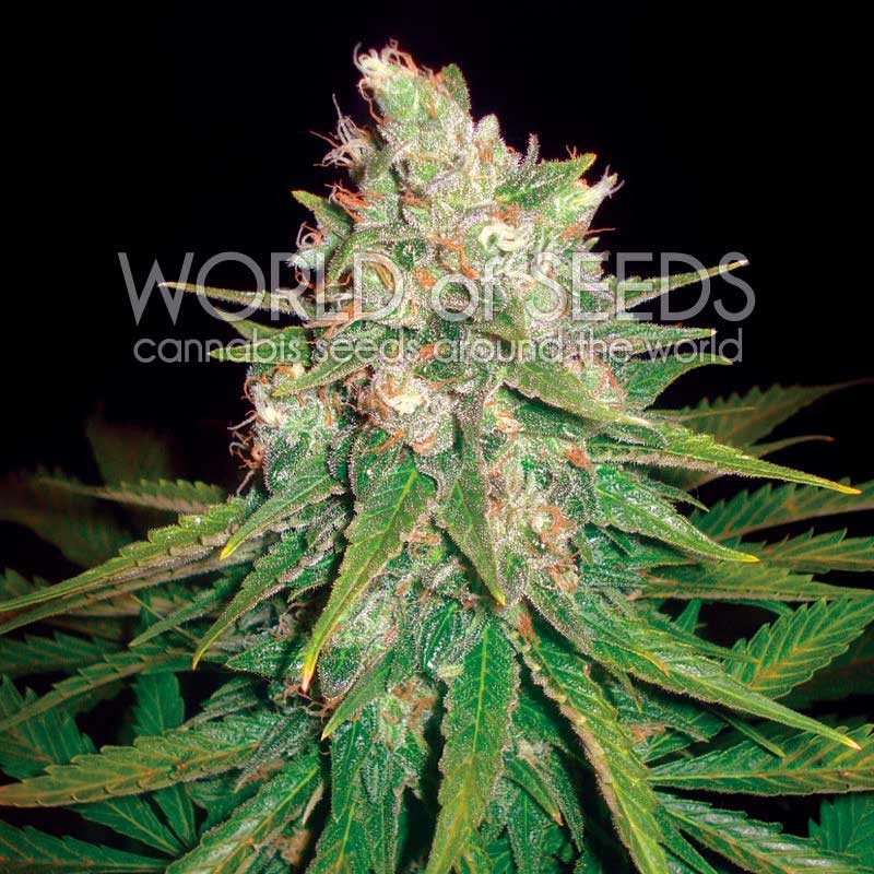 3 UND FEM - MAZAR X GREAT WHITE SHARK (MEDICAL C.) * WORLD OF SEEDS 3 UND FEMINIZADAS