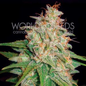 7 UND FEM - MAZAR X WHITE RHINO (MEDICAL C.) * WORLD OF SEEDS 7 UND FEMINIZADAS
