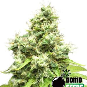 10 UND FEM - MEDI BOMB #1 * BOMB SEEDS 10 UND FEMINIZADAS