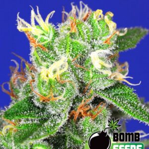 5 UND FEM - MEDI BOMB # 2 * BOMB SEEDS 5 UND FEMINIZADAS