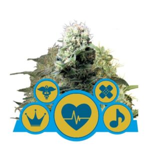 3 UND FEM - CBD MIX * ROYAL QUEEN 3 UND FEMINIZADAS