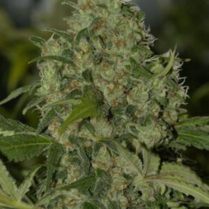 15 UND REG - MEDICINE MAN * MR NICE NATURAL 15 UND REG