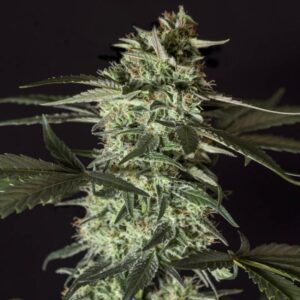 1 UND FEM - MEDIZINAL CBD * GENEHTIK SEEDS FEMINIZADA 1 UND